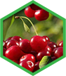 Organic Cherry