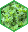 Organic Oregano